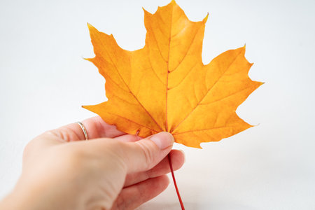 Hand holds autumnal maple leaf. How to make autumn bouquet of roses from colorful maple leaves. DIY...