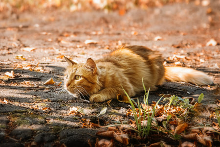 fluffy red cat lies among the yellow fallen leaves and looks intently into the distanceの写真素材