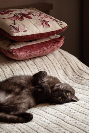 Cute cat resting on bed covering with knitted plaid, bedroom home interiorの写真素材