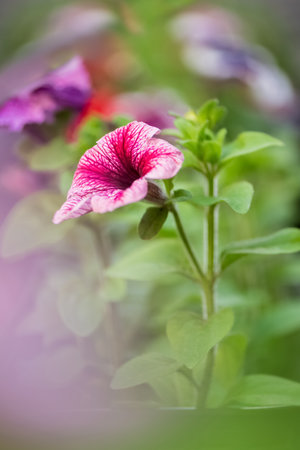 Pink blooming petunia flower in summer garden close upの写真素材