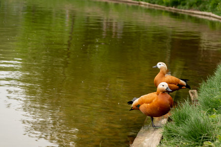 Ruddy shelduck (Tadorna ferruginea duck) at lakesideの写真素材