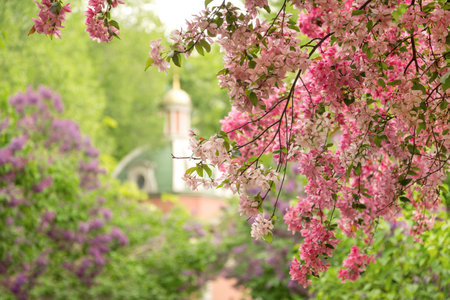 Branches of blooming sakura or apple tree with pink flowers in spring parkの写真素材