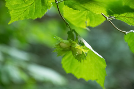 green unripe filbert cob nuts  growing on tree branchの写真素材