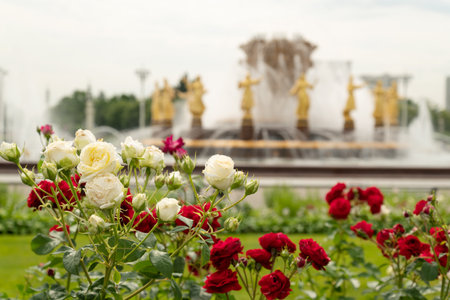 Blooming white and red rose bushes in park on  summer dayの写真素材