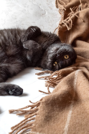 Cute cat lyind down on messy bed in the morningの写真素材