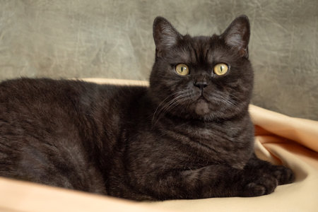 Gray tabby scottish straight cat portraitの写真素材