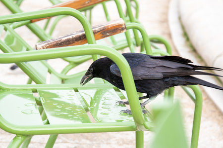 Black raven sit on bench in the parkの写真素材