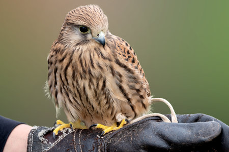 Young falcon training for falconry sits perched on the trainer's gloved handの写真素材