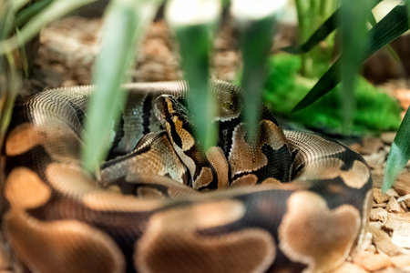 Python sleeps twisted in coil