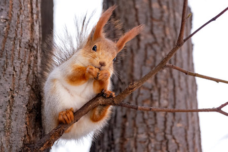 Animalistic theme. Cute squirrel eats a nut in the winter parkの写真素材