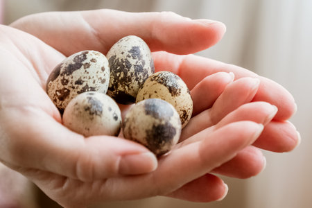 Women's  palms full of quail eggsの写真素材
