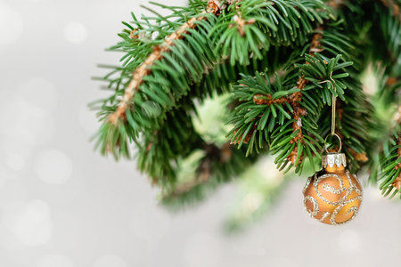 Christmas decoration spruce branches and gold shiny ball