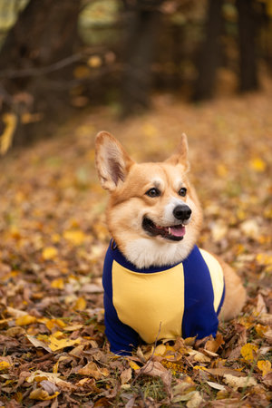 Cutest red-haired Welsh corgi pembroke puppy dog walking in the autumn park among the fallen golden leavesの写真素材