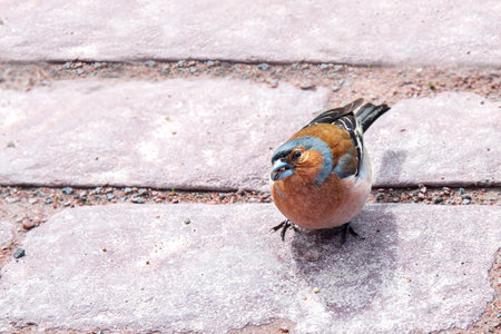 Cute finch tiny bird sits on groundの写真素材