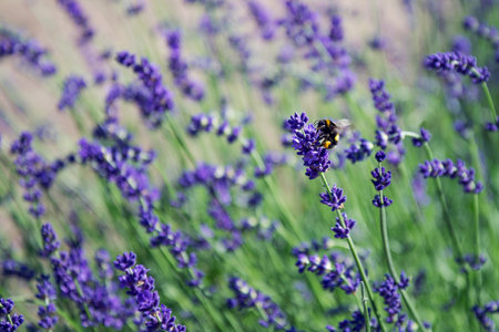 Bee circles a lavender flower in a field of lavenderの写真素材