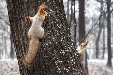 Two squirrels playing on the tree trunk in winter forestの写真素材