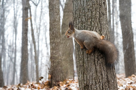 Squirrel stretches on the tree in winter forest. Animalistic theme