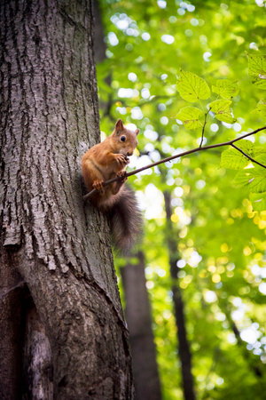 Cute squirrel sits in tree branch eating nutの写真素材