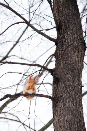 Natural theme. Small squirrel sitting high in a tree in the forestの写真素材