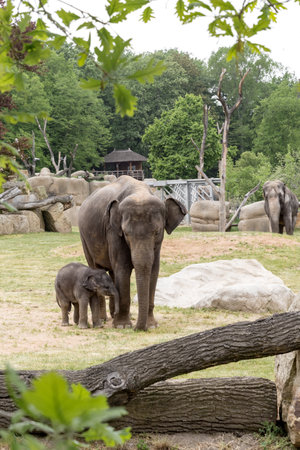 Family of elephants with small baby living in national parkの写真素材