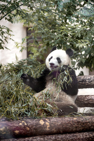 Rare and protected animals. Cute giant panda eating bamboo in the zoo.の写真素材