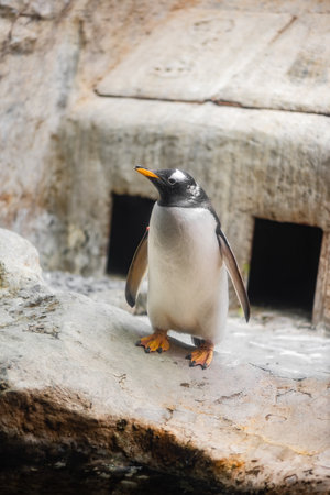 penguin aquatic bird on a rockの写真素材