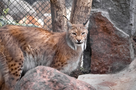 Wild lynx close upの写真素材