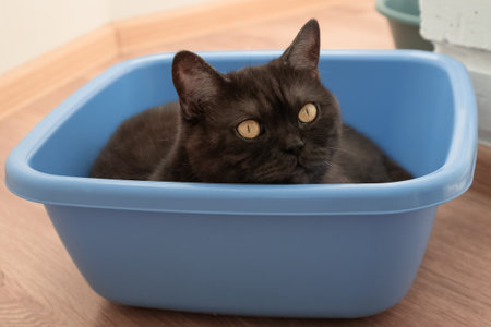 Funny black cat climbed into the laundry basket and restsの写真素材