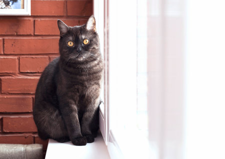 Striped gray cat sits on a windowsill and looks upの写真素材