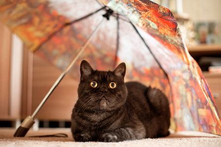 Funny grey cat with big yellow eyes sits under umbrellaの写真素材