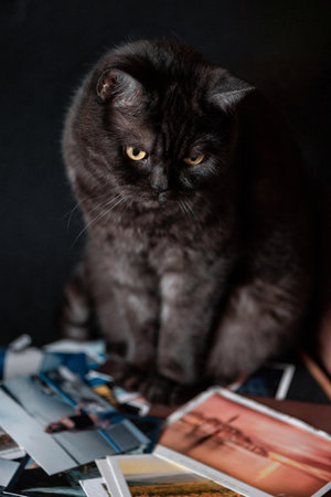 yellow-eyed cat sits on a stack of old photosの写真素材