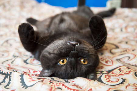 tired cat laying on the bed on his backの写真素材