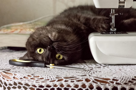 funny cat is lying upside down next to a pair of scissors and a sewing machine