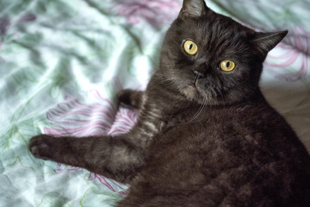 Cute gray purebred cat with yellow eyes lays on bedの写真素材