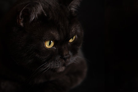 Close up face of black cat with yellow eyes on black backgroundの写真素材