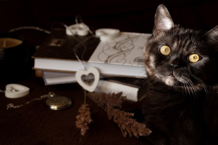 Black cat with yellow eyes plays with interior decor on dark background. Cozy home and hygge conceptの写真素材