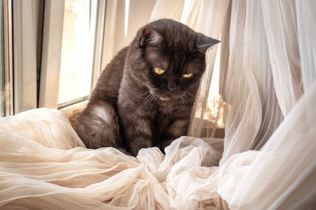 Cute cat sits on windowsill playing with curtainsの写真素材