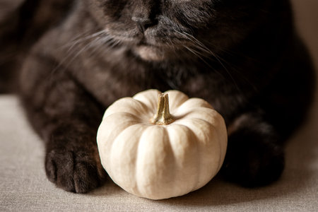 Black tabby cat plays with small decorative white pumpkinの写真素材