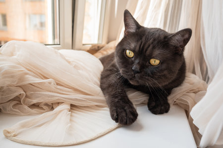 Cute cat laying on windowsill on crumpled curtainsの写真素材