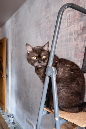 Funny cat sits on top of stepladder during the renovation of the apartmentの写真素材