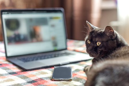 Funny cat pretends to use laptopの写真素材