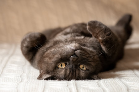 Cat with funny face lying down on bed his belly upの写真素材