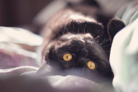 Close up portrait of black cat with yellow eyes in sunlightの写真素材
