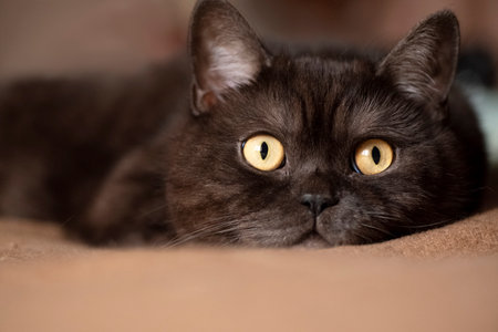 Black purebred cat with big yellow eyes lays on the blanket