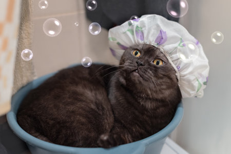 funny cat wearing a shower cap looks with interest  at soap bubblesの写真素材