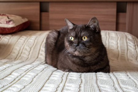 Cat lying in the bedroom on bed covered with white knitted blanket. Home interior, hyggeの写真素材