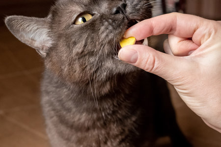 Human treats his cat with vitamin pillの写真素材