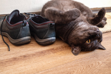 Funny cat lays upside down on the floor on his back near pair of shoes