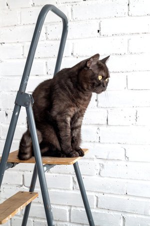 Funny black tabby cat sits on the top of stepladder against white painted brick wallの写真素材