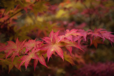 red maple leaves in autumn on blurred natural background.  fall colors concept